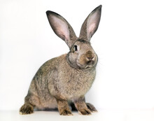A Flemish Giant Rabbit With Large Ears Sitting