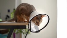 A Blue Abyssinian Domestic Cat In An Cone Of Shame. Pet Care Concept, Veterinary, Healthy Animals