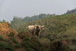 Vietnam buffalo in green field countryside rice terraces on green background.
