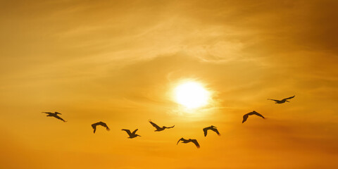 Wall Mural - Group of pelicans take flight against stunning backdrop