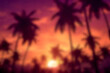 Soft Palm Trees silhouette at sunset background