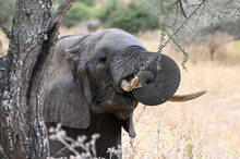 Close-up Of African Elephant Tearing Off A Thorny Branch From A Tree With His Mouth And Trunk, Tarangire NP, Tanzania