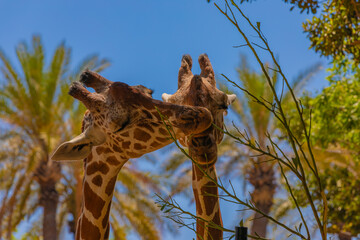 two giraffe in the wild