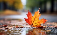 CloseUp Of Autumn Maple Leaf On Rain Drenched Road Background. Generative AI