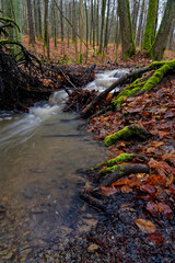 Canvas Print - Der Erlesbach im Waldschutzgebiet Wotansborn im Naturpark Steigerwald, Rauhenebrach, Landkreis Haßberge, Unterfranken, Franken,  Deutschland