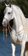 beautiful albino arabian horse