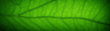Banner With Green Leaf Texture. Organic Background. Copy Space. Generative AI