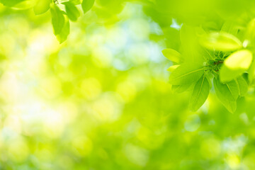 Sticker - Nature of green leaf in garden at summer. Natural green leaves plants using as spring background cover page greenery environment ecology lime green wallpaper