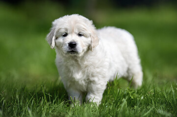 Wall Mural - cute golden retriever puppy standing on grass, close up portrait