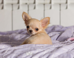 Wall Mural - chihuahua, small dog on the bed