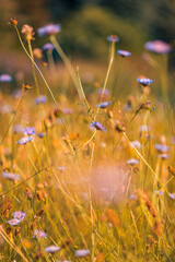 Wall Mural - Abstract soft focus sunset field landscape of white yellow flowers grass meadow warm golden hour. Tranquil spring summer nature closeup and blurred forest background. Idyllic relaxing nature