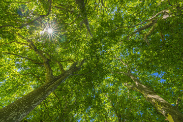 Wall Mural - Picturesque majestic green trees from low point of view. Relaxing nature background, beautiful environment. Freshness greenery abstract foliage. Green trees forest wallpaper. Bright peaceful woods