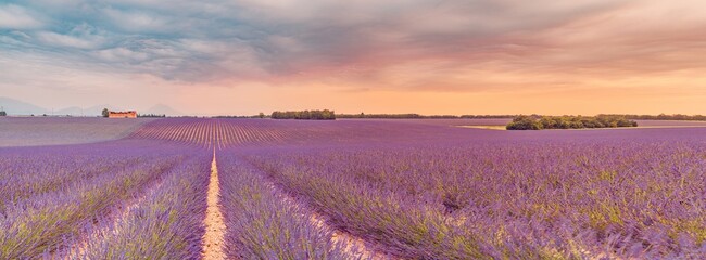 Fantastic panoramic field of purple lavender flowers, amazing summer landscape of blooming floral meadow, peaceful sunset view, agriculture scenic. Beautiful nature background, inspirational scene. 