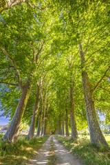 Wall Mural - Panoramic walkway lined trees in park of countryside. Summer tranquil landscape with pathway through the woods. Fresh green leaves foliage on the plane trees. Alley and road, idyllic travel adventure