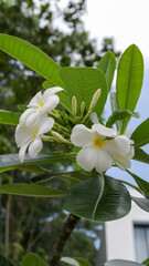 Wall Mural - Portrait of white frangipani flower or white plumeria flower in the backyard.