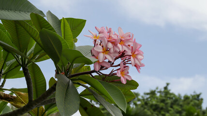 Wall Mural - Pink frangipani flower or pink plumeria flower with sky background.