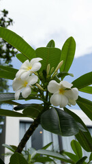 Wall Mural - Portrait of white frangipani flower or white plumeria flower in the backyard.