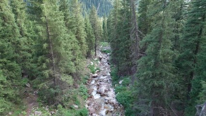 Wall Mural - View of the river in a green gorge among the rocks. Tall coniferous trees grow on cliffs and hills. A rushing river is running. High mountains. Top view from a drone. There are paths in places