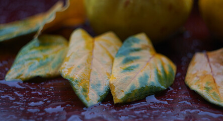 Wall Mural - quince and leaves on the table