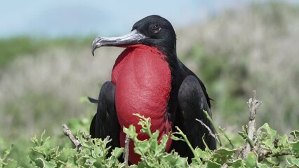 Magnificent frigatebird, Fregata magnificens, a big black seabird with a characteristic red gular sac. Male frigate bird nesting with inflated sack, galapagos islands, Ecuador, South America.