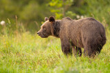 Niedźwiedź brunatny (Ursus arctos)