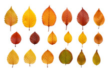 Autumn Colored Fall Leaves Isolated On White Background PNG