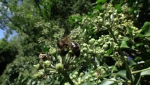 Honey Bee (Apis Melifera) Taking Off From An Ivy Flower (Hedera Helix). September, Kent, UK. [Slow Motion X10]