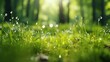 © 영수 최 - Tranquil green forest with dew on the grass.