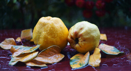 Wall Mural - quince and leaves on the table