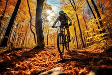 Cyclist In The Autumn Forest