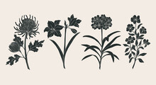 Collection Of Hand Drawn Garden Flowers. Chrysanthemum, Amaryllis, Clivia, Azalea