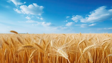 Wall Mural - Beautiful field of ripe wheat of golden color against blurred background of blue sky