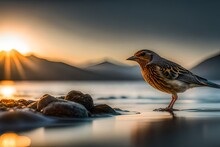 Bird On The Rocks