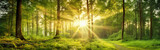 Fototapeta Las - Sun shinning through the thick forest in summer.