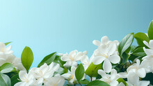 White Gardenia Flowers With Green Leaves On Light Blue Background