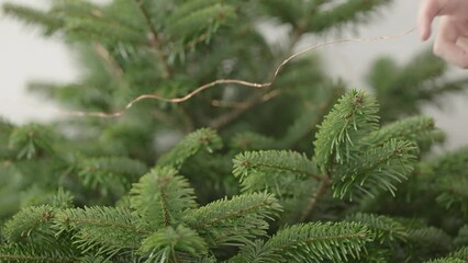 Wall Mural - Slow motion man decorating green christmass tree with light garland