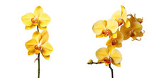 Isolated Yellow Orchid On Transparent Background