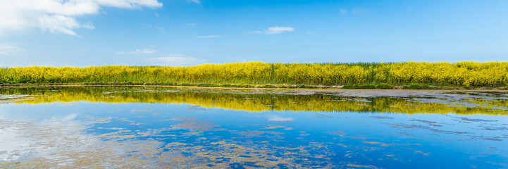 Wall Mural - Field of yellow mustard and water of the salt marshes of the natural reserve of Lilleau des Niges on the Ile de Ré island in France