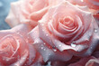  rose petals macro