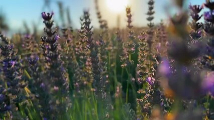 lavender cultivation, fragrance of flowers and rural development program