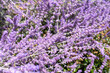 Perovskia atriplicifolia Blue Spire bush close up of blooming sage. Purple perovskia flowers background. Viotel salvia flower in flowerbed garden. Petal bud. Botanical gardening. Floral bloom.