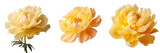Yellow peony flower on transparent background closeup