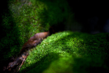 Wall Mural - Beautiful green moss on the floor background with sunlight.selected focus