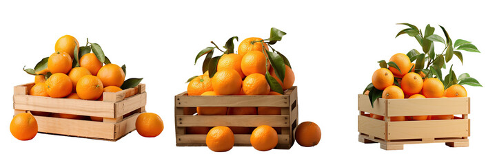 Wall Mural - Mandarin tangerine packaged in wooden crate on a transparent background