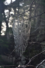Close Up Look at a Spider Web