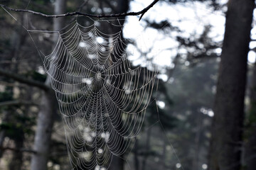 Glistening Spider Web Woven Among Tree Branches