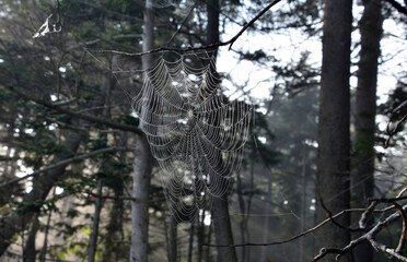 Picture Perfect Spider Web in a Forest