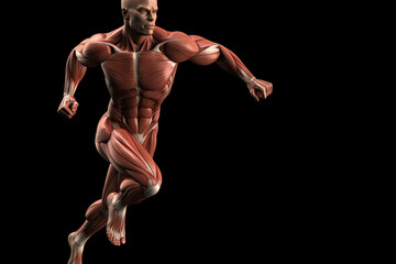 Male muscular system running on white background.AI generated