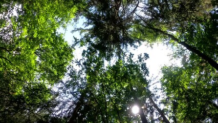 Wall Mural - Footage of forest trees trunks with sunlight