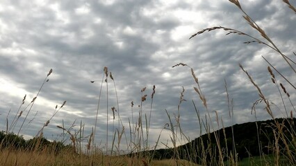 Poster - Native grass plants on lawn field under dramatic cloudy sky